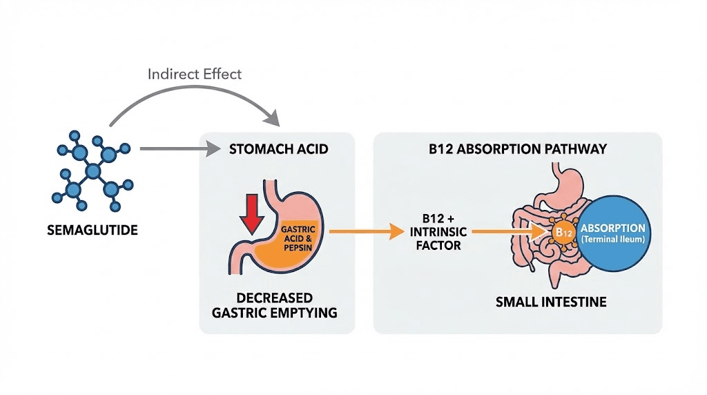 How semaglutide affects vitamin b12 absorption through stomach acid reduction
