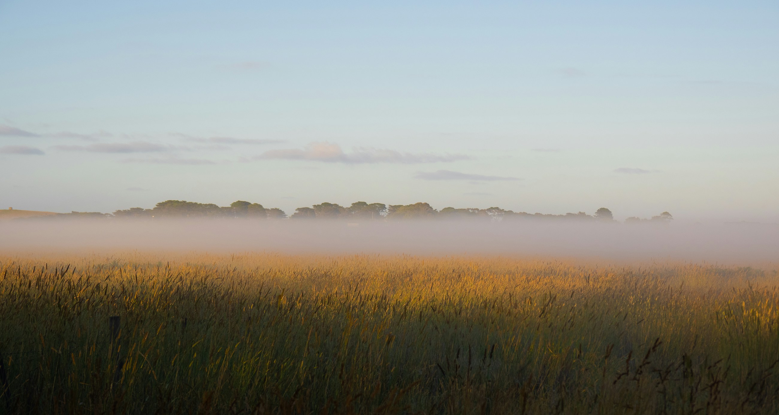 Foggy meadow with tall grass at dawn