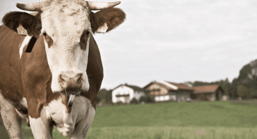 Hofkäserei Stroblberg