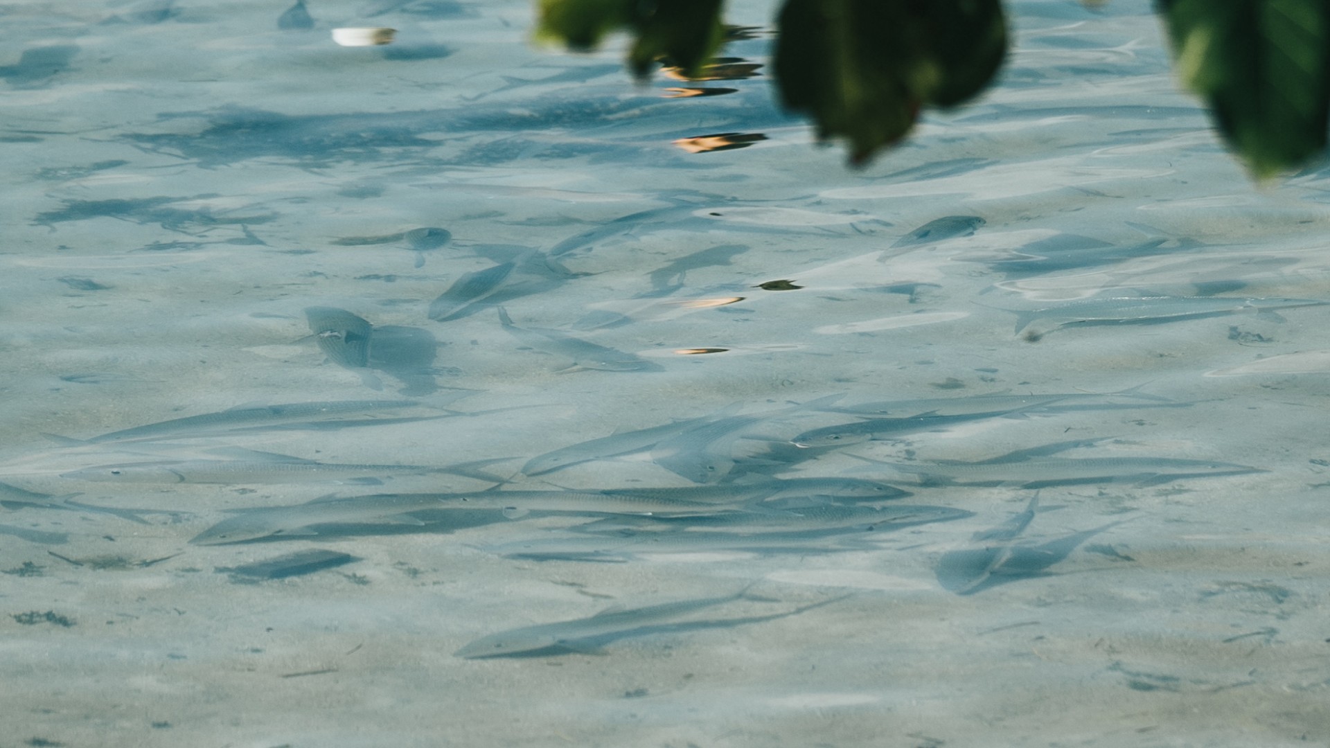 A school of bonefish in skinny water over sandy bottom