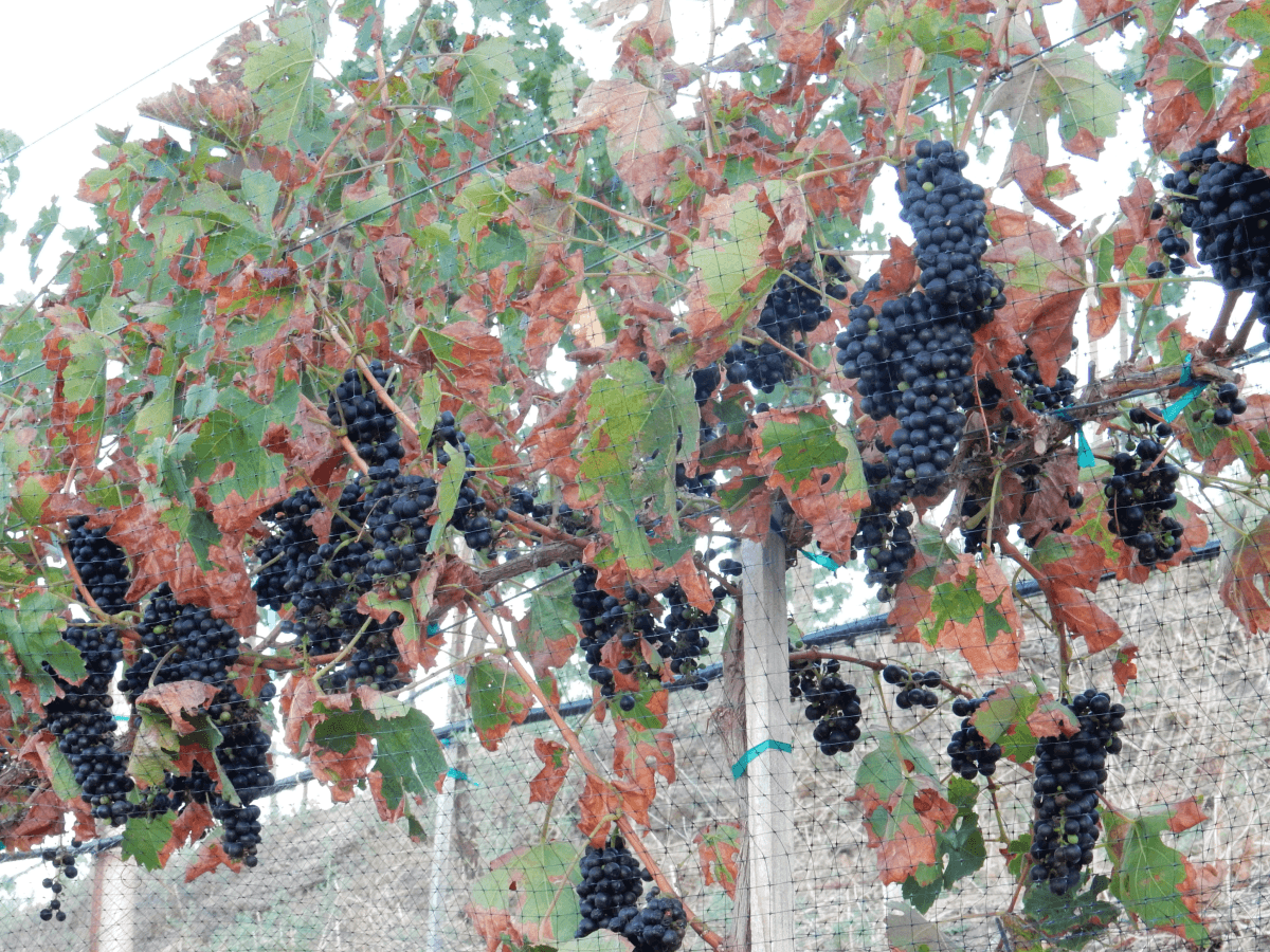 Grape vines