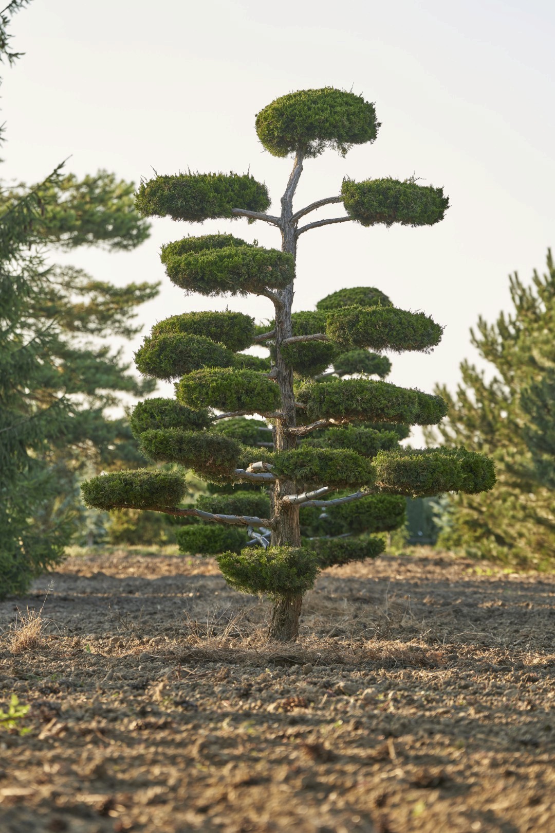 Juniperus virginiana ‘Canaertii’ mit aufrechtem Stamm und kunstvoll geschnittenen, wolkenförmigen Polstern aus dichtem, dunkelgrünem Nadelkleid.