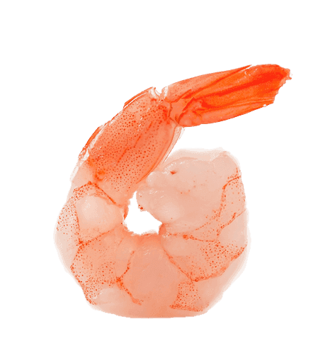 shrimp