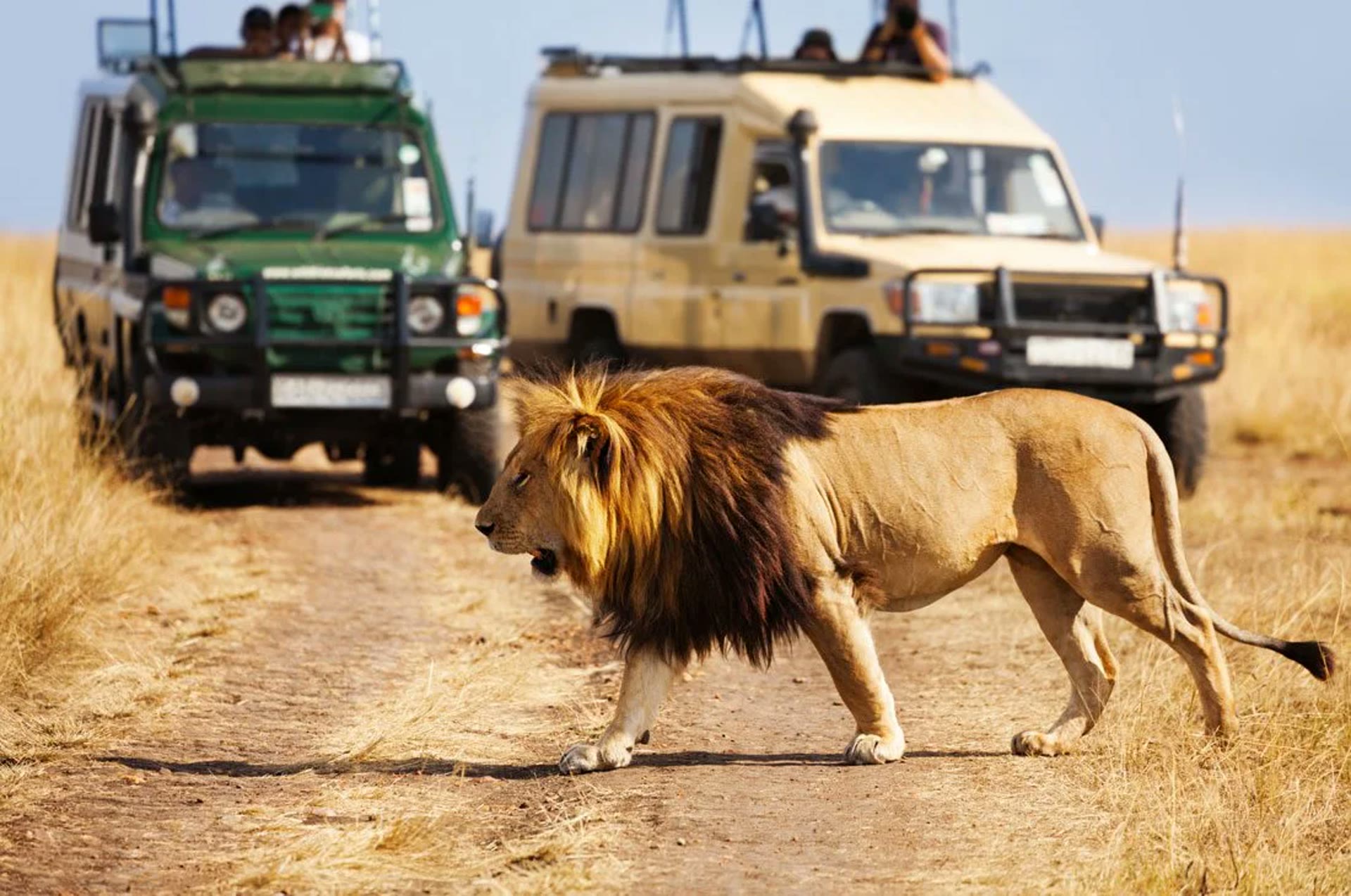Lion crossing near safari vehicles
