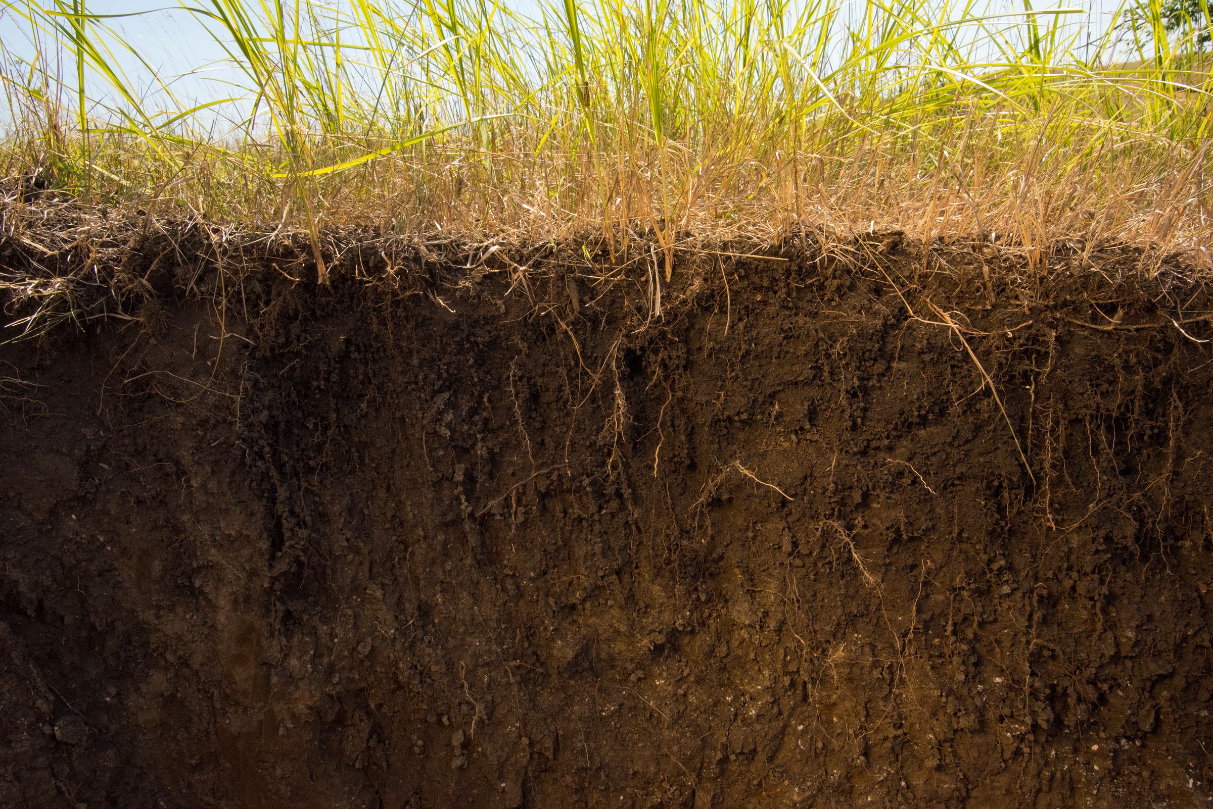 rich soil pit dig border