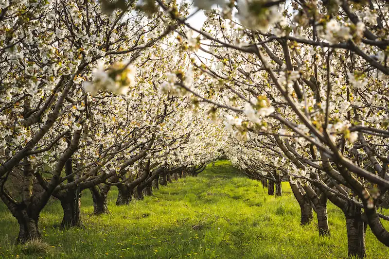 A sunlit row of blooming cherry trees with white blossoms in a green orchard in Slovenia, creating a natural tunnel over a grassy path during the spring season.