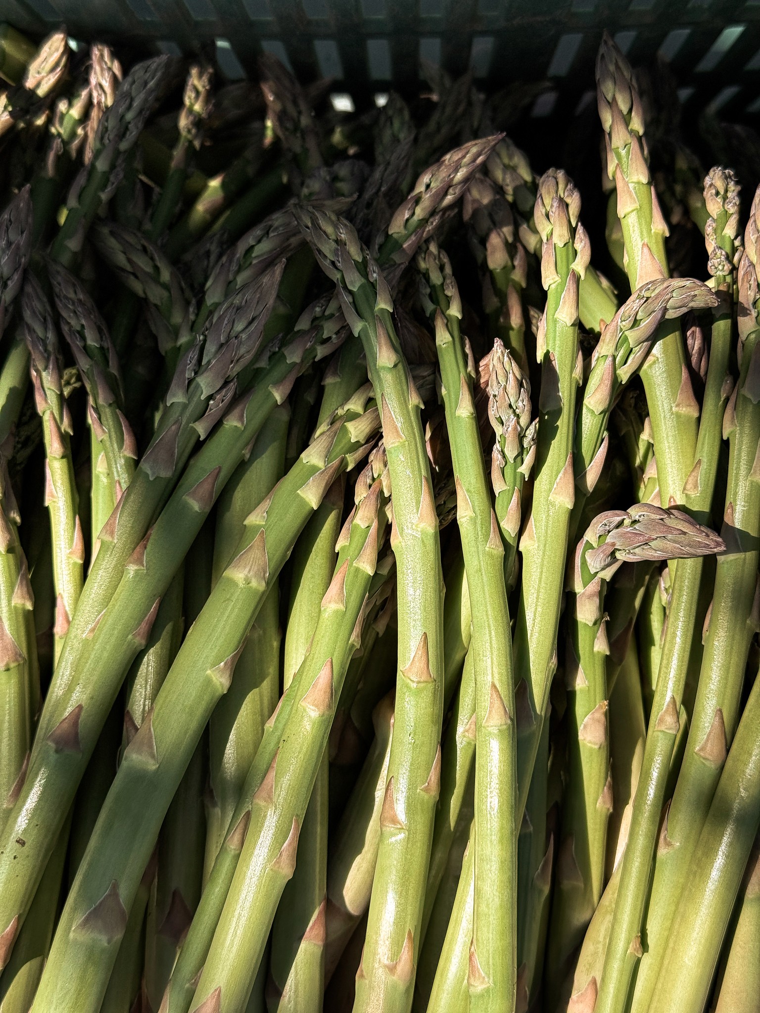 Rural Tuscany farmhouse — the origin of SALVA cuisine