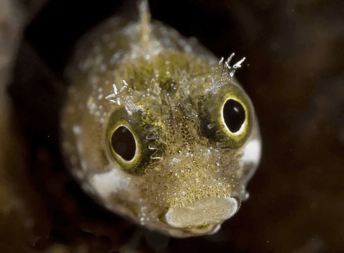 Free Dive in Bonaire