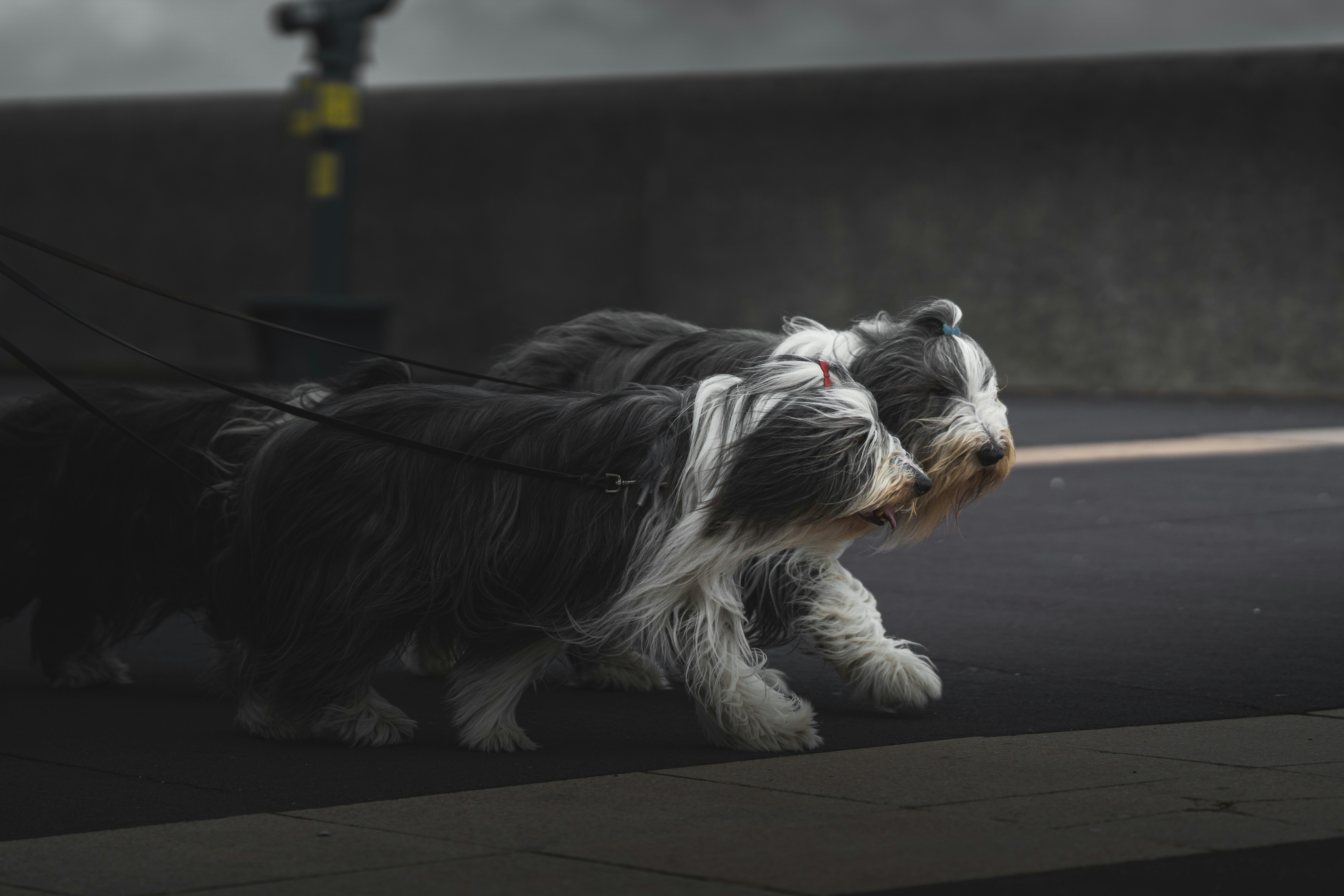 a small black and white dog on a leash
