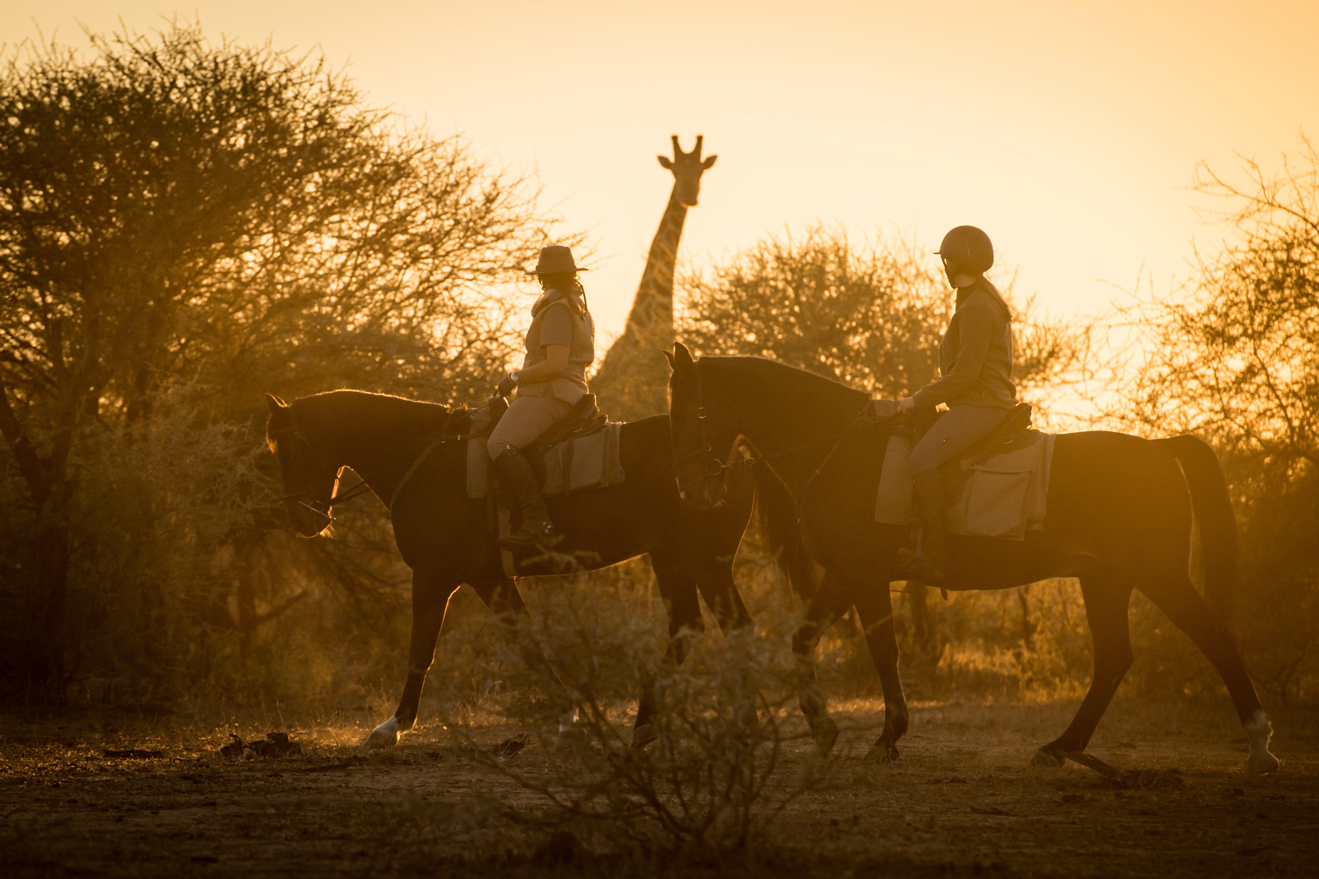 Ridsafari i Mashatu Game Reserve, Tuli, Botswana – två ryttare till häst passerar en giraff i solnedgång under ridresa med Africa by Horse.
