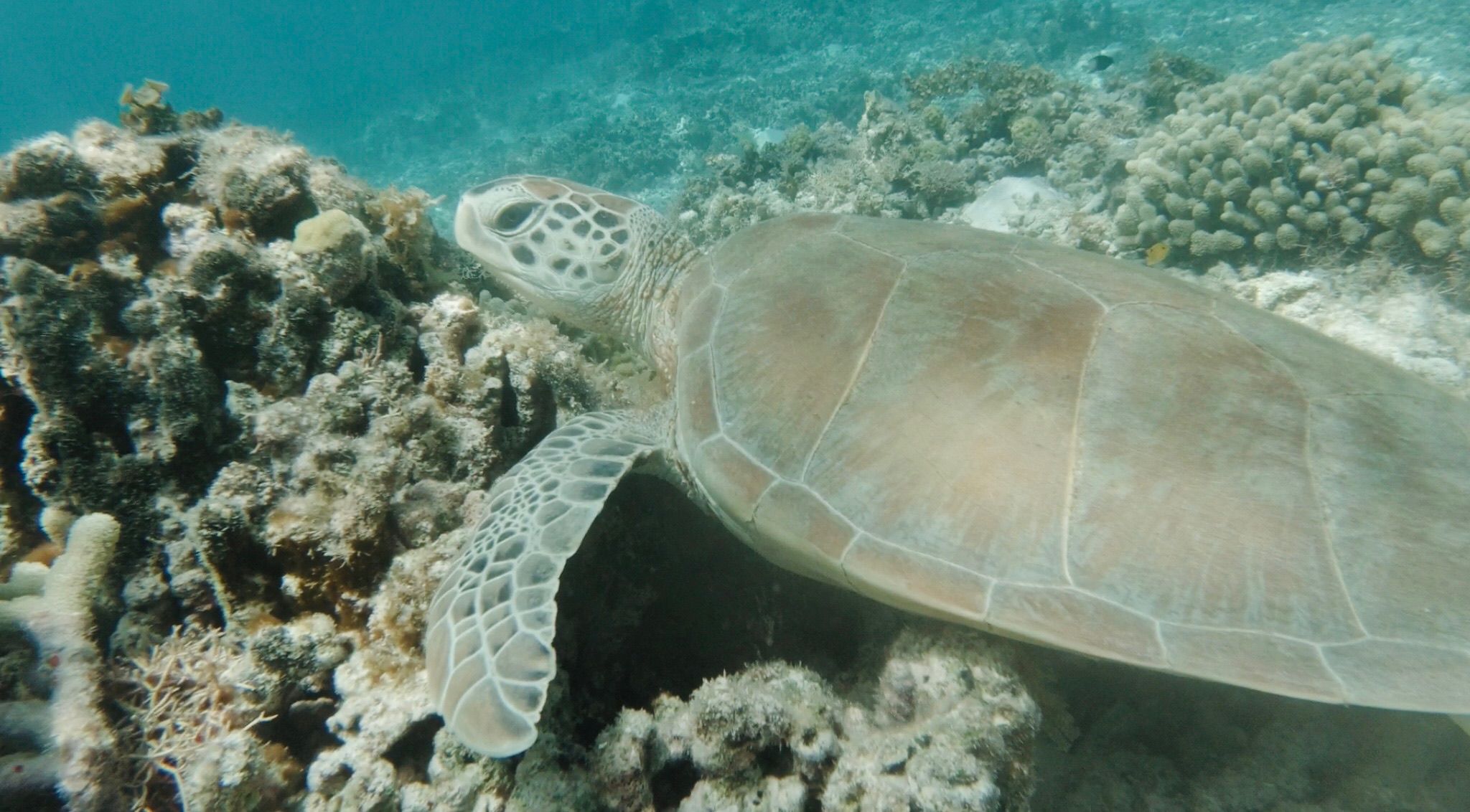 Grand cul de sac marin