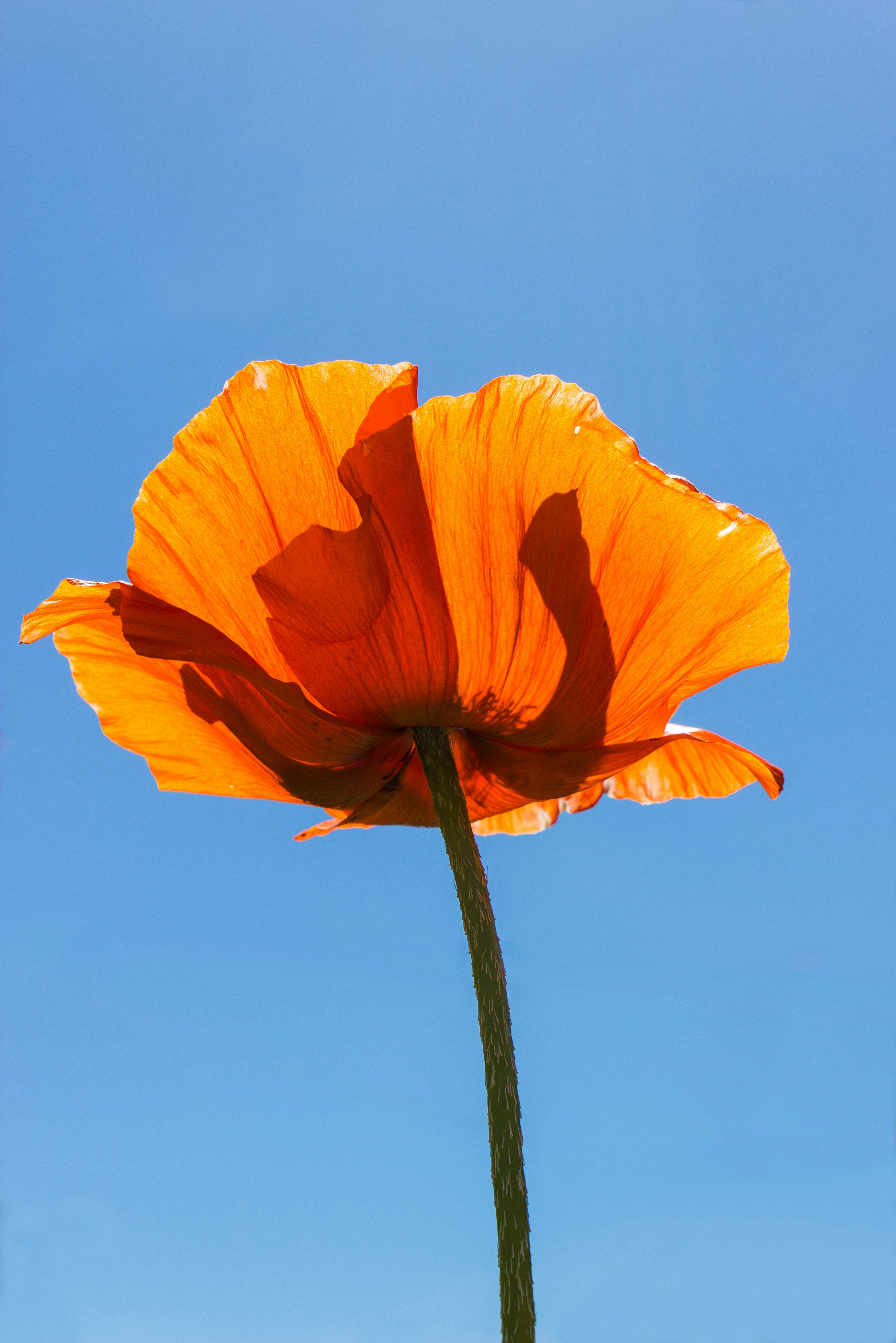 orange flower under blue sky during daytime
