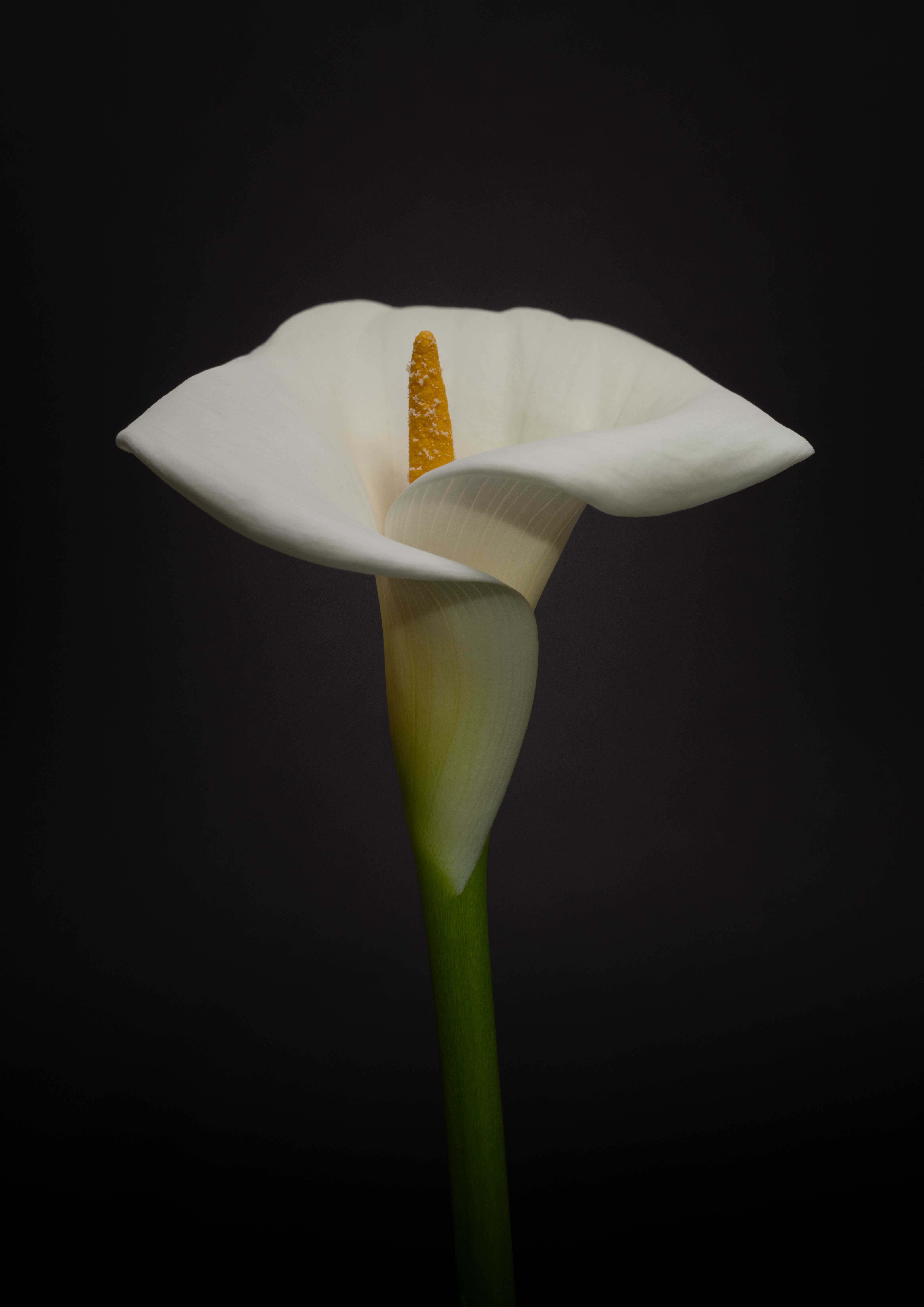 Photo of a lily
