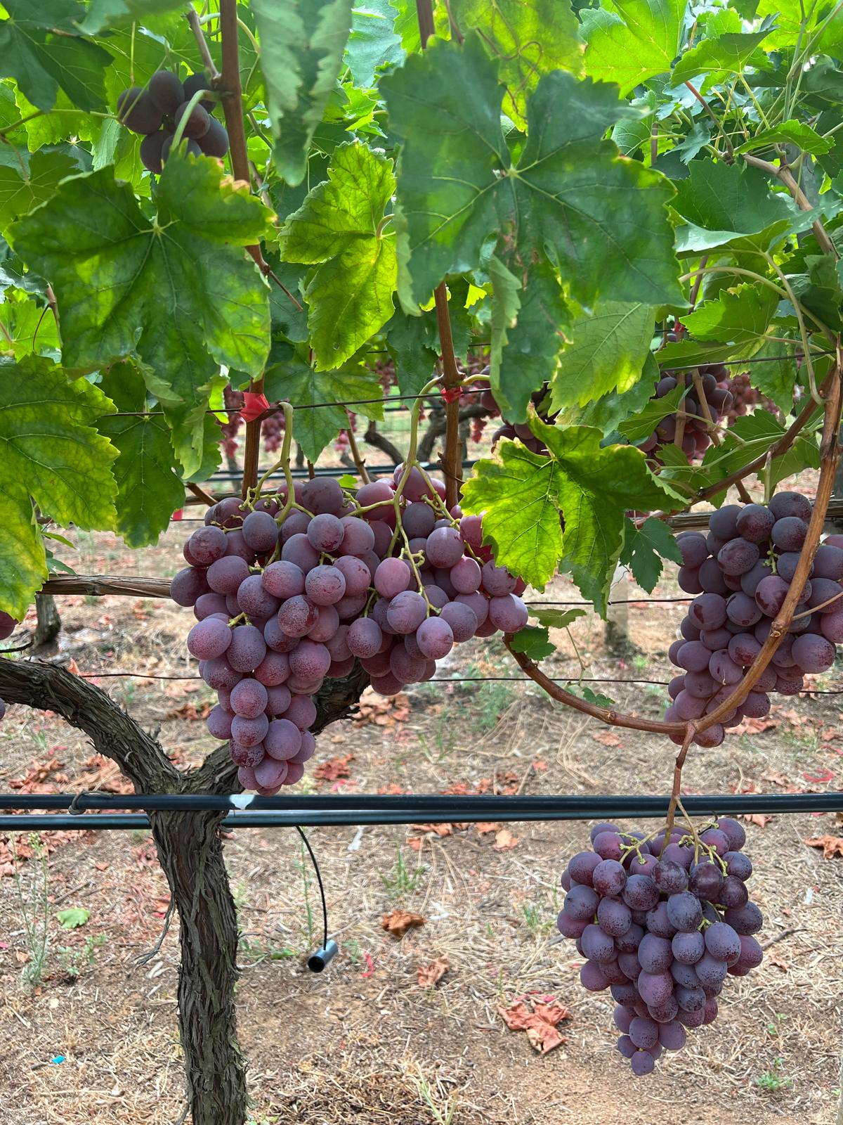 Large Red Globe grapes, high-end export quality.