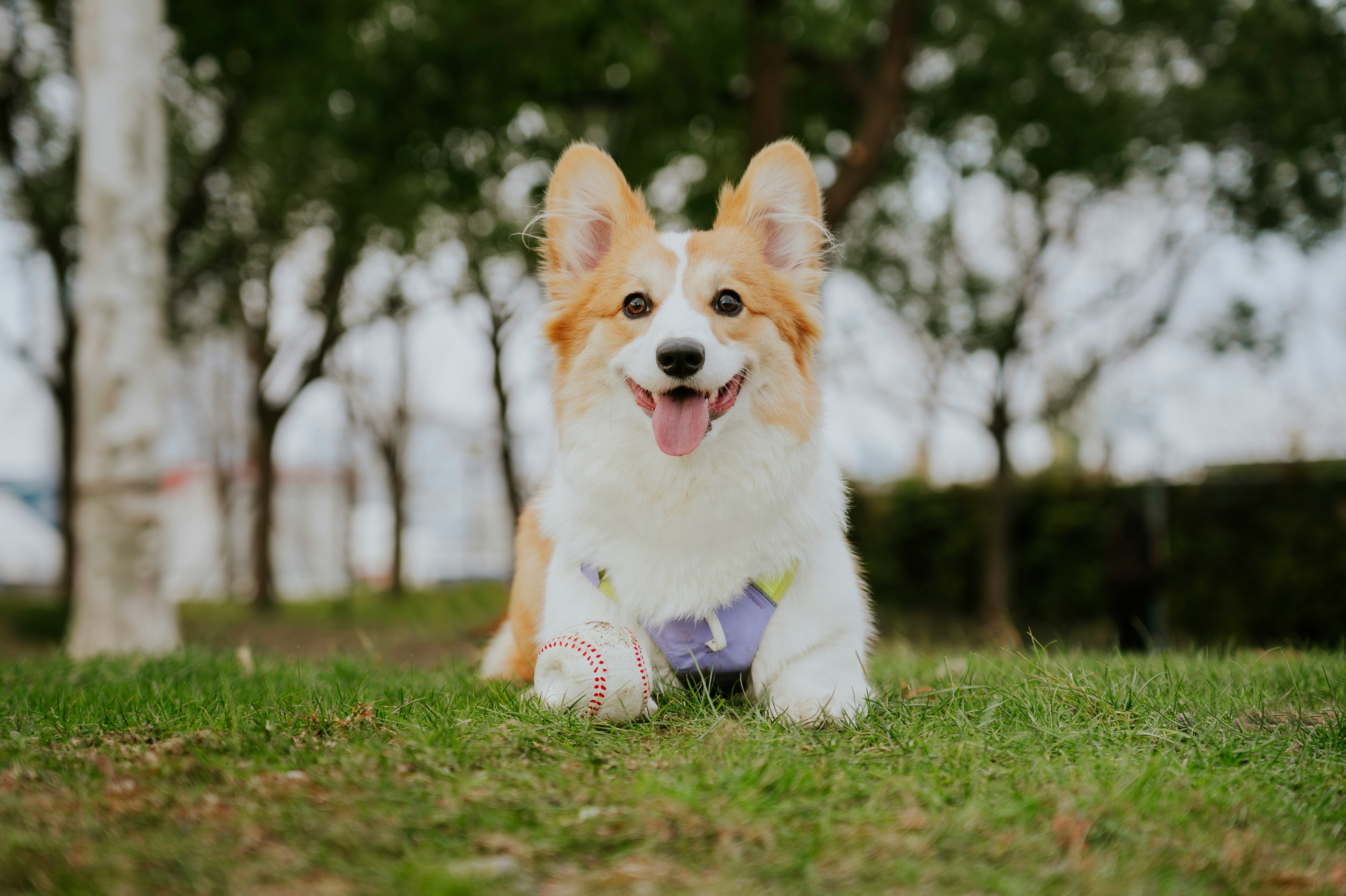 A happy corgi dog lying on green grass outdoors.