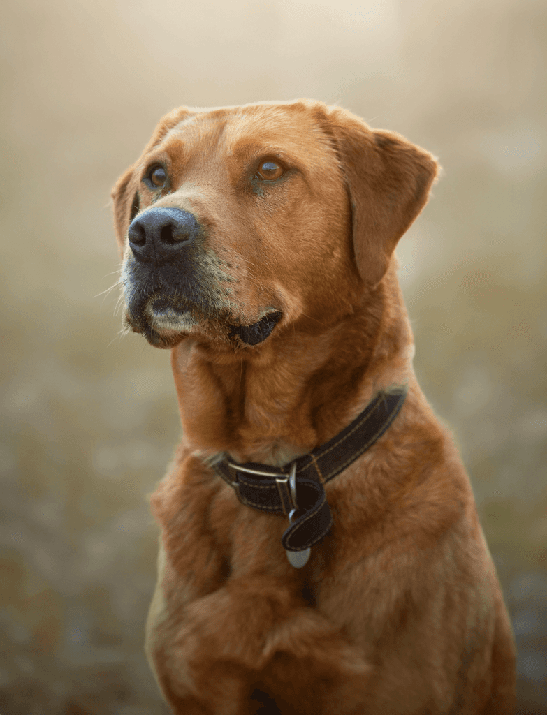 Fashion photoshoot with a woman posing in a dress