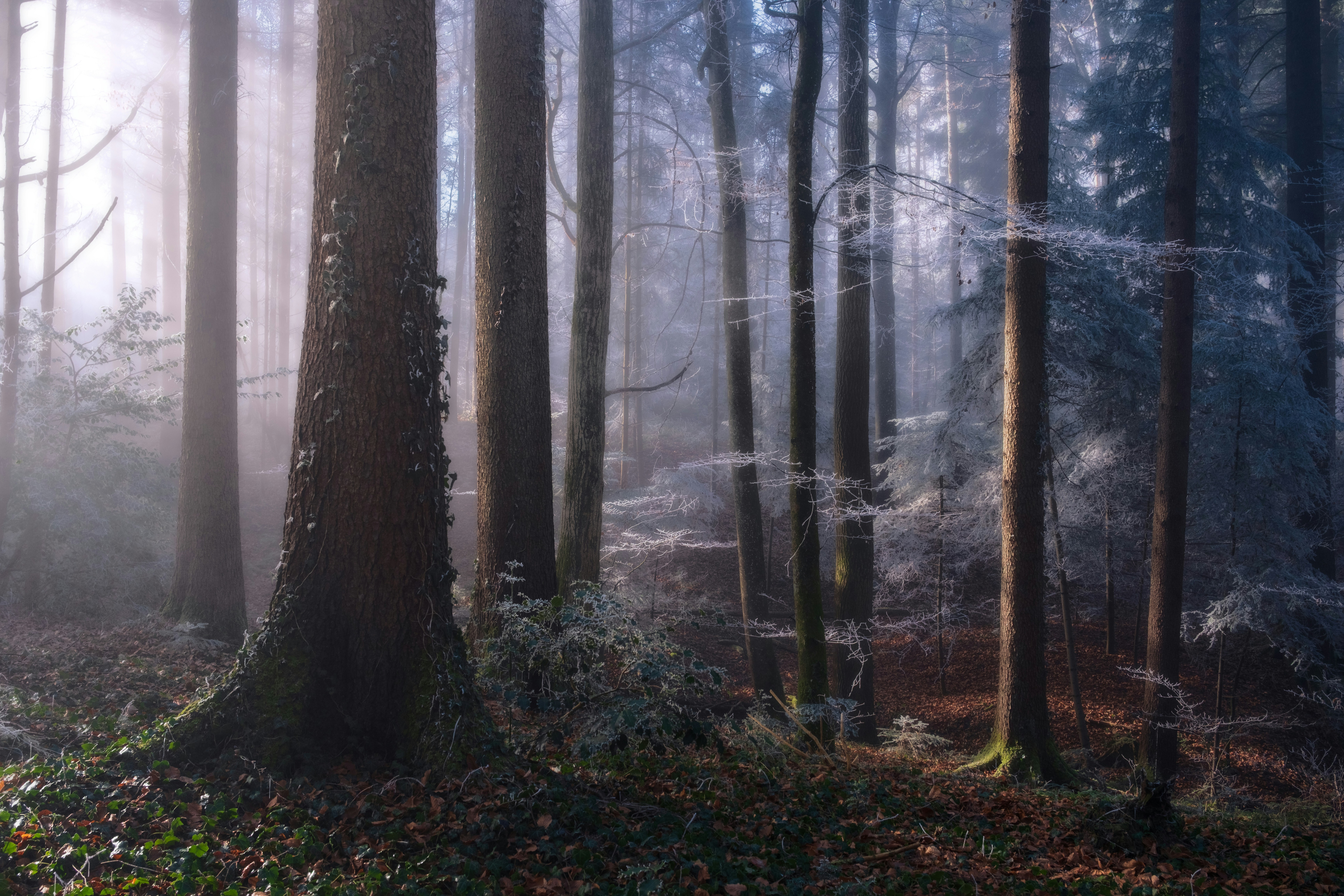 Misty forest with sunbeams filtering through trees