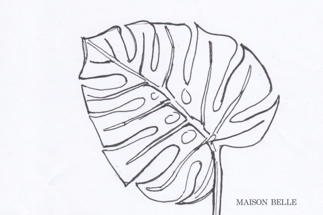 monstera schets