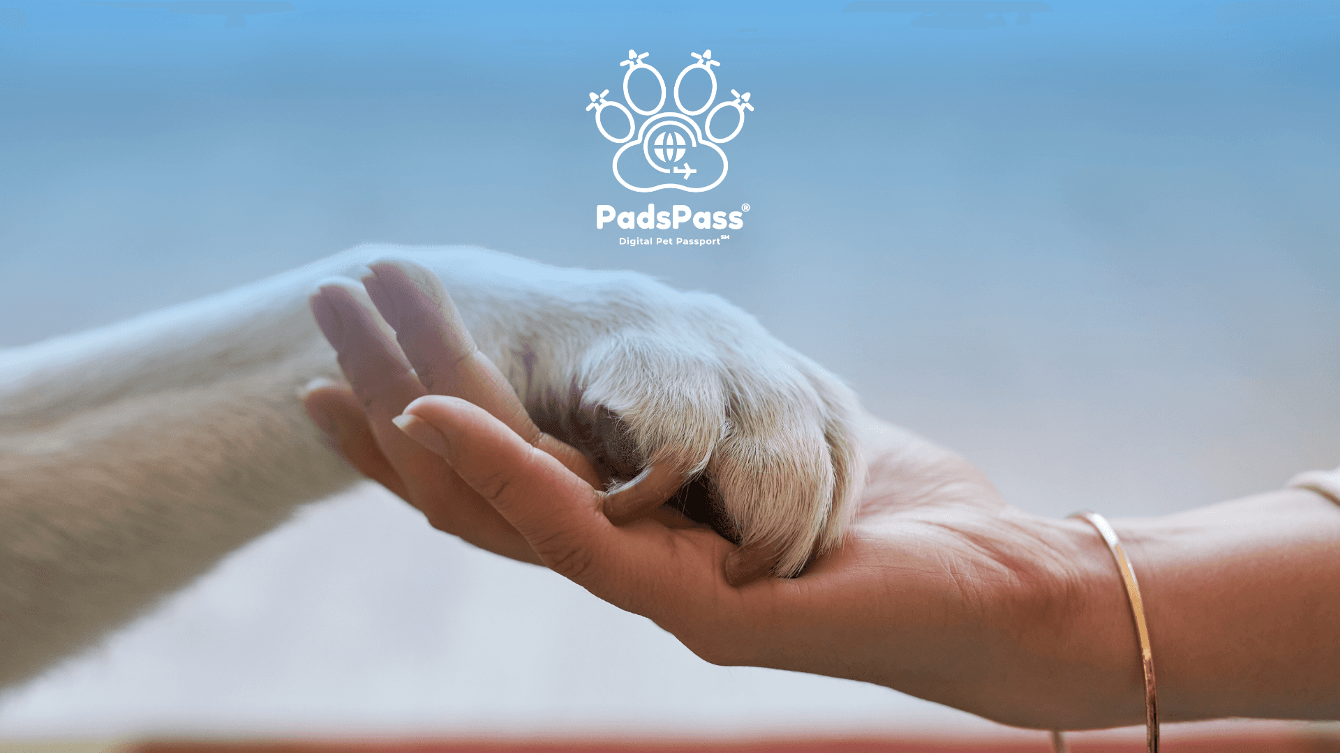 Dog paw over a woman's hand.