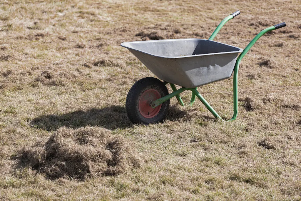 cleaning and removing thatch from lawn