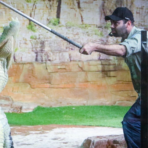 גבר בכובע מחזיק מוט לכיוון אליגטור בתוך מכלאה עם רקע סלעי ומלאכותי.