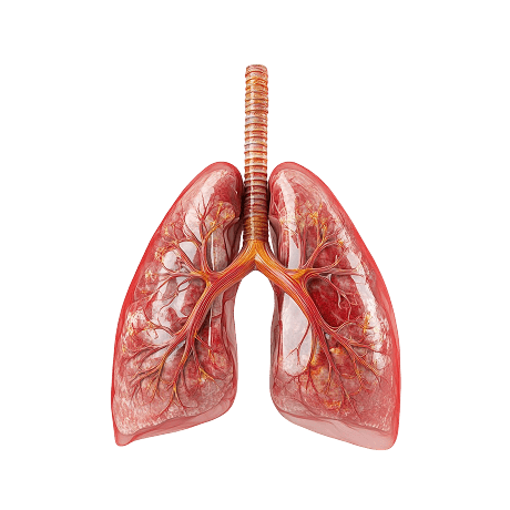 lungs illustration