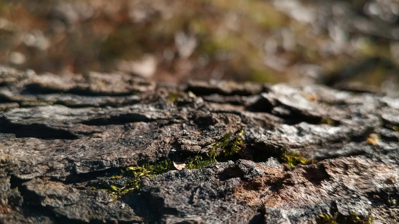 Lichen and moss on bare rock at the edge of the path