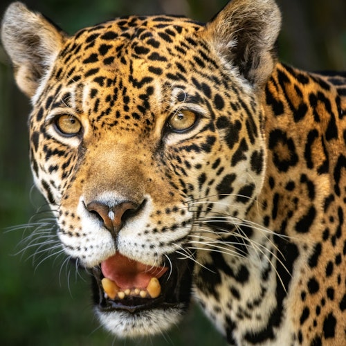 特写镜头展示了一只豹子的脸部，展现出其斑点的毛皮、炯炯有神的黄色眼睛，以及张开嘴巴时露出的锋利牙齿。