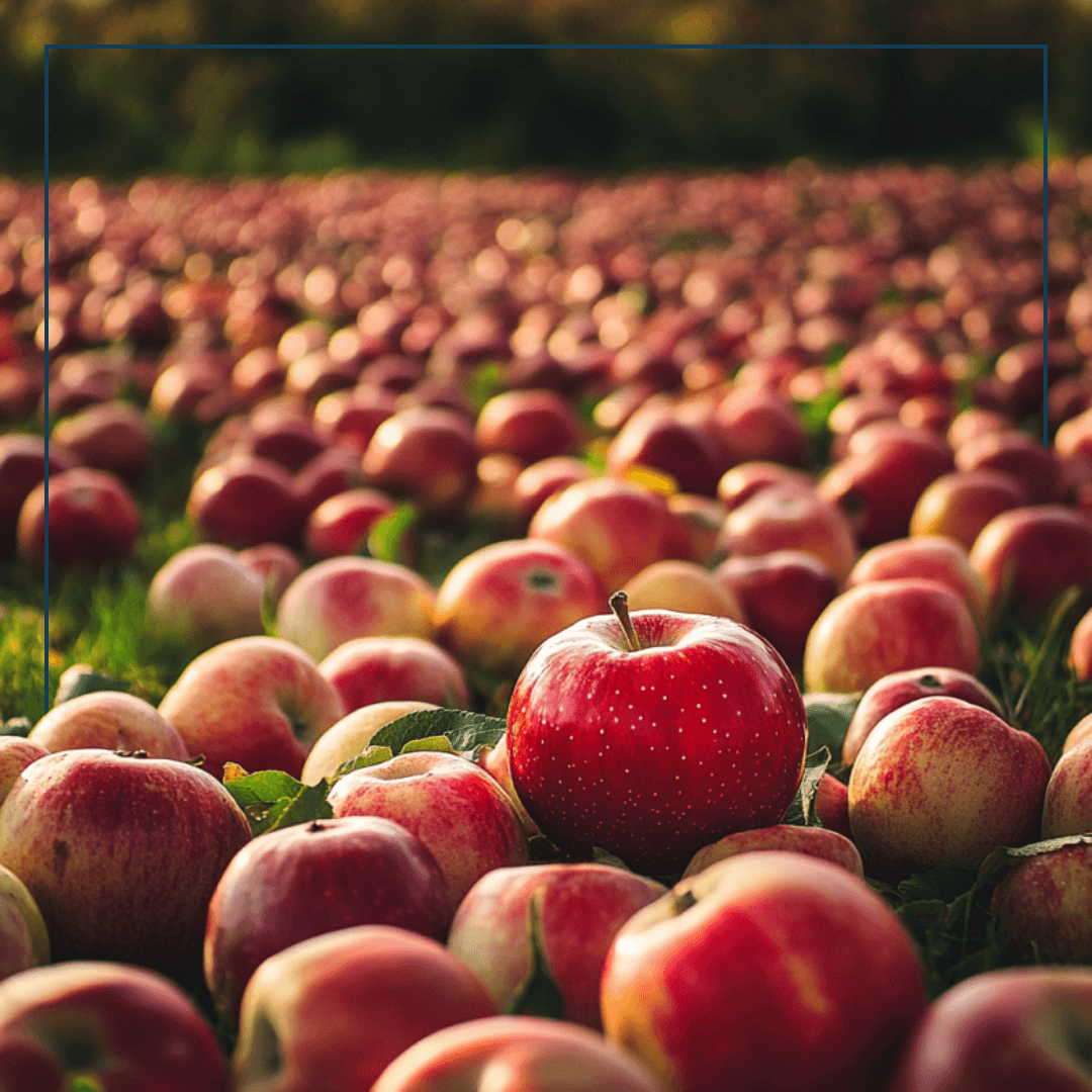 Ein Feld mit Äpfeln, einer sticht hervor weil er so gut ausschaut
