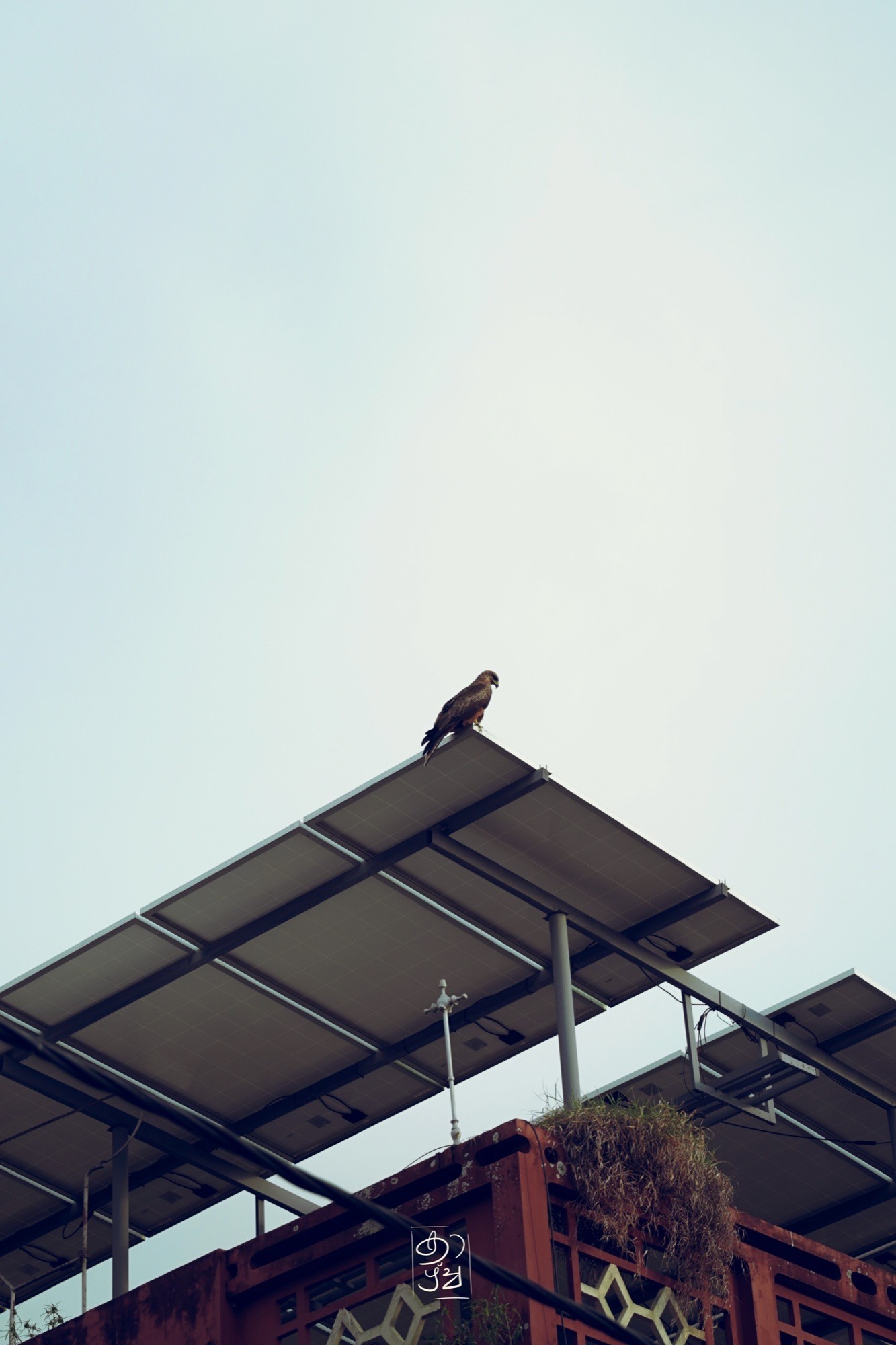 A bird perched on a shelter roof against the sky in Fort Kochi