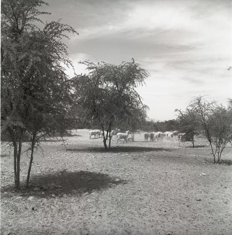 Forestación de Pampa del Tamarugal  CORFO.