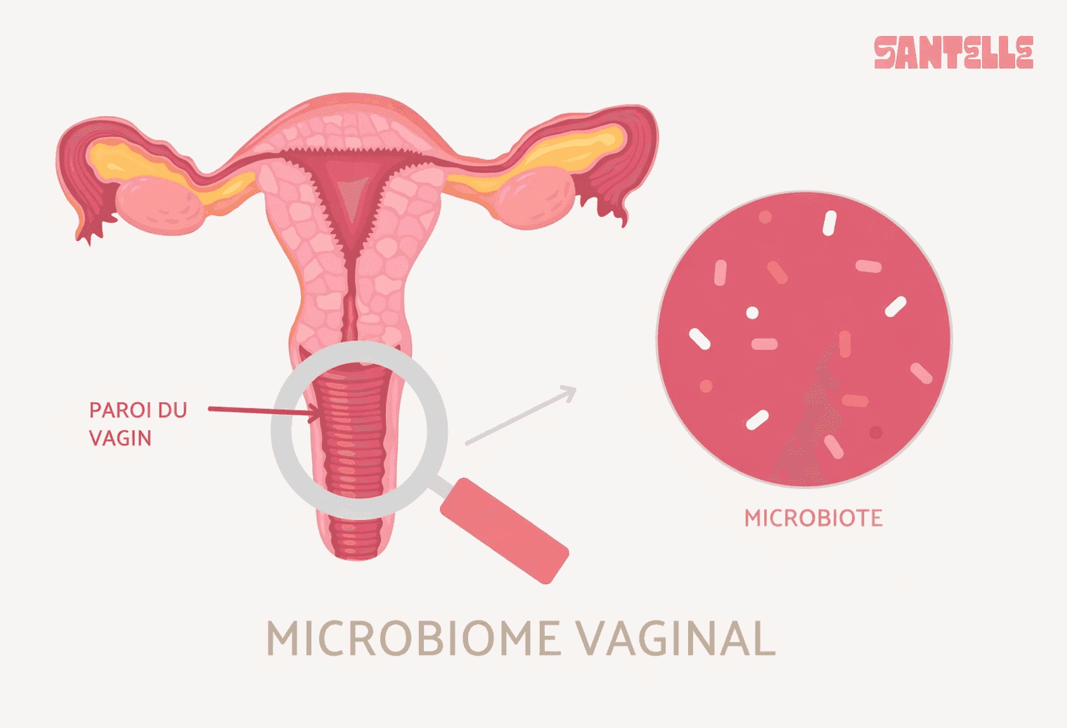 microbiome vaginal et le microbiote