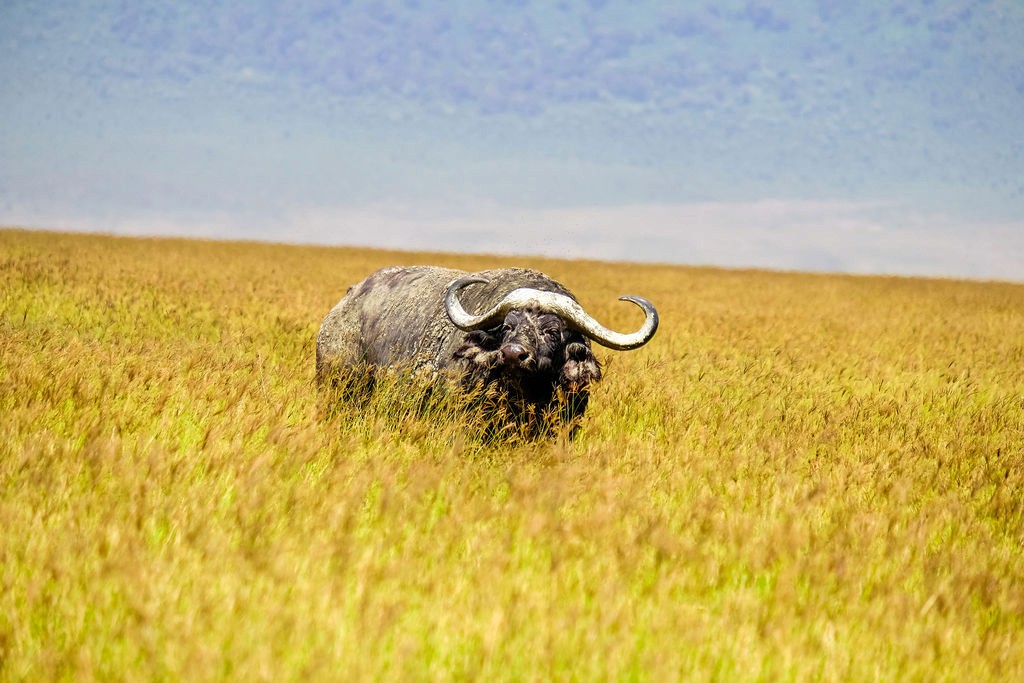 Tanzania Group Safari
