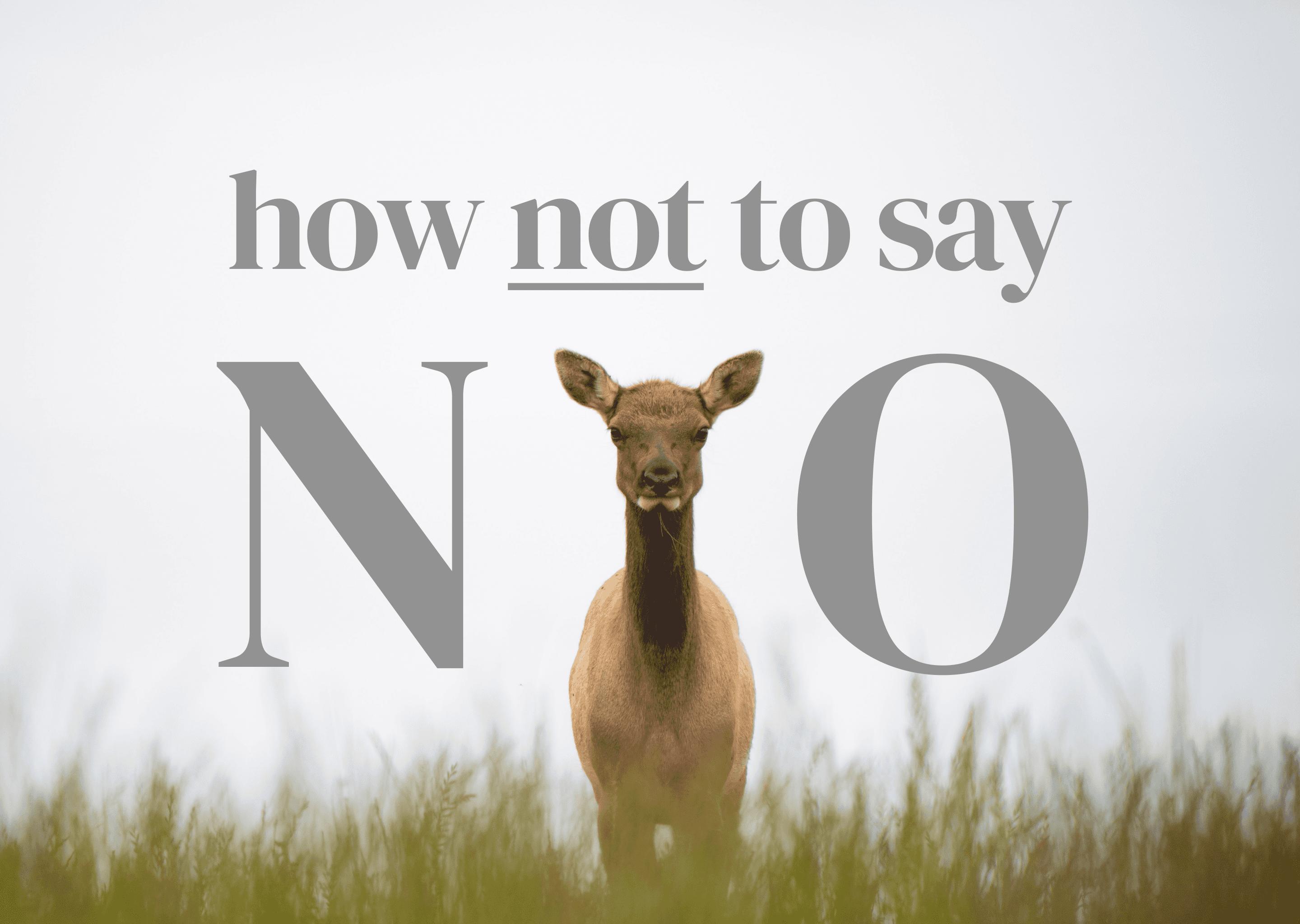 A deer staring into the camera with the caption “How not to say no”