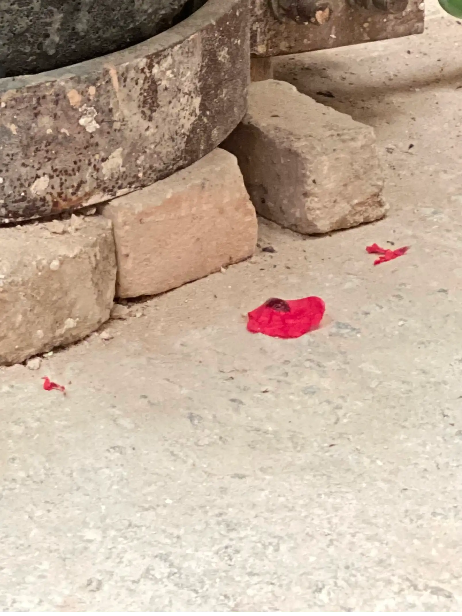 Detalle de pétalos rojos caídos sobre suelo industrial para fotógrafos que capturan belleza en espacios de trabajo rústicos.