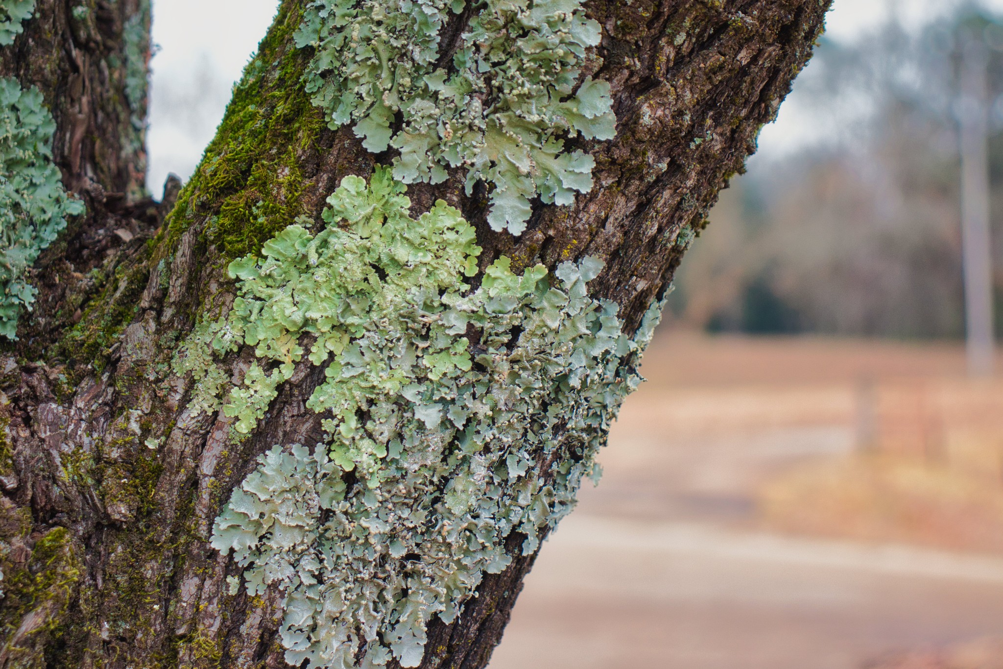 A close-up view of a tree trunk covered in various species of lichen and moss. The image showcases the intricate patterns and textures created by these organisms against the rough bark, with a blurred background hinting at the surrounding environment