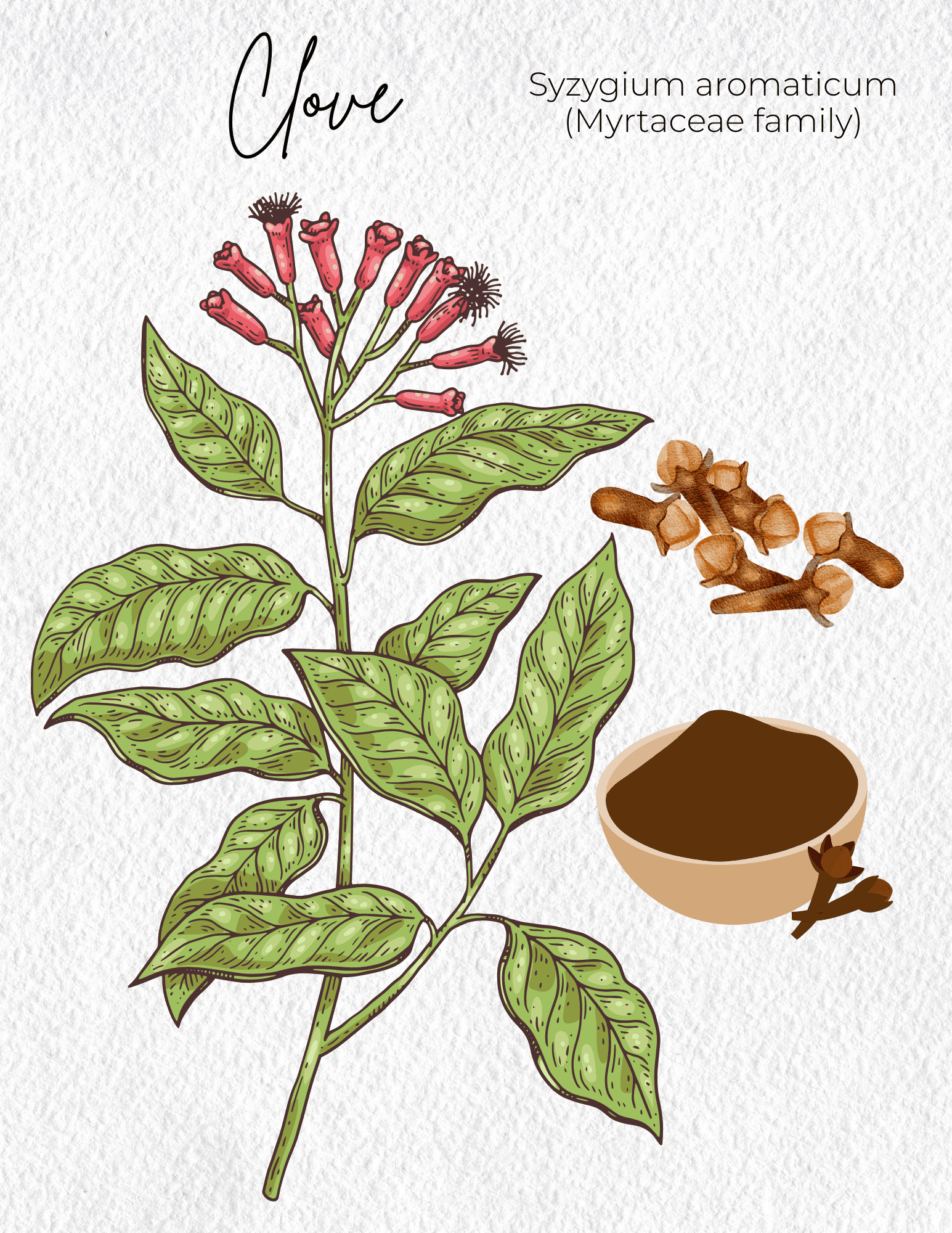 Clove Materia Medica