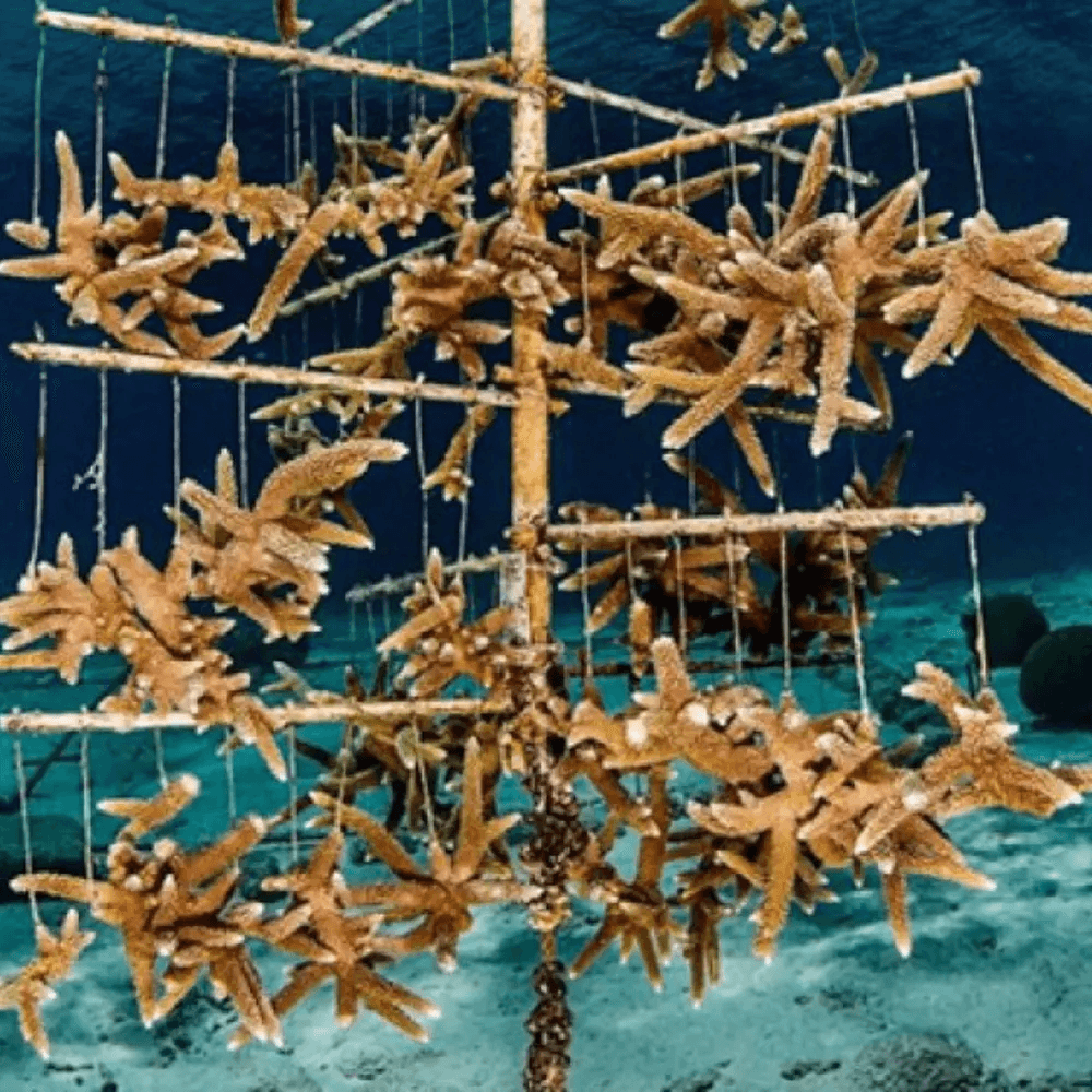 Reef Renewal Techniques in Bonaire
