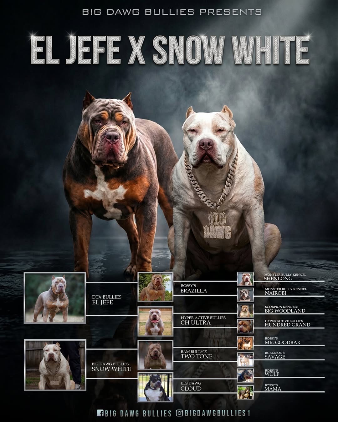 American Bully XL Puppies for Sale
