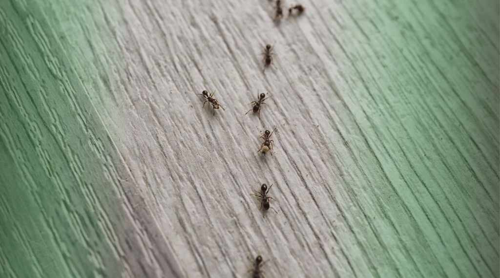small back bugs in house interior