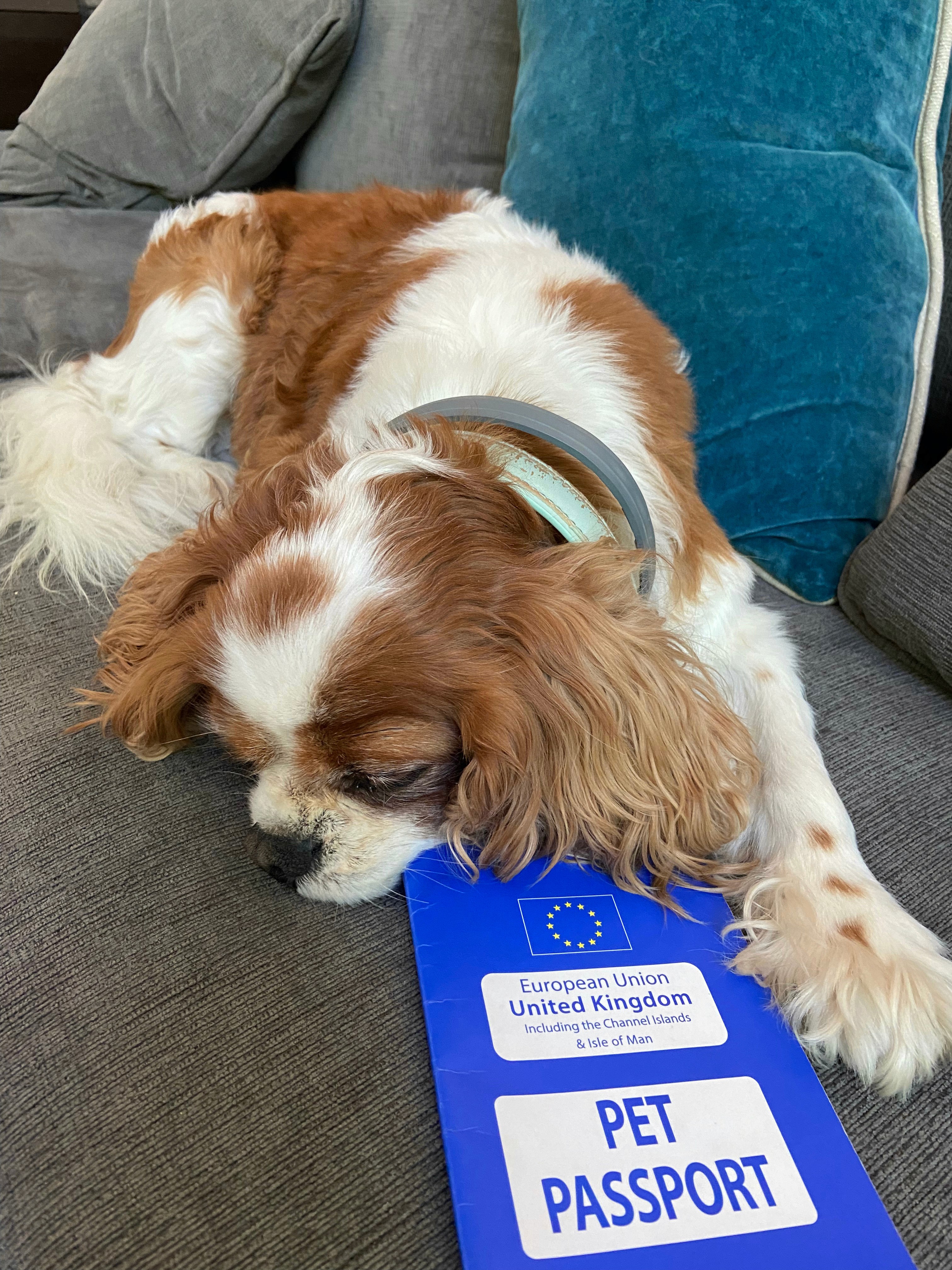 Pads sleeping next to his UK pet passport.