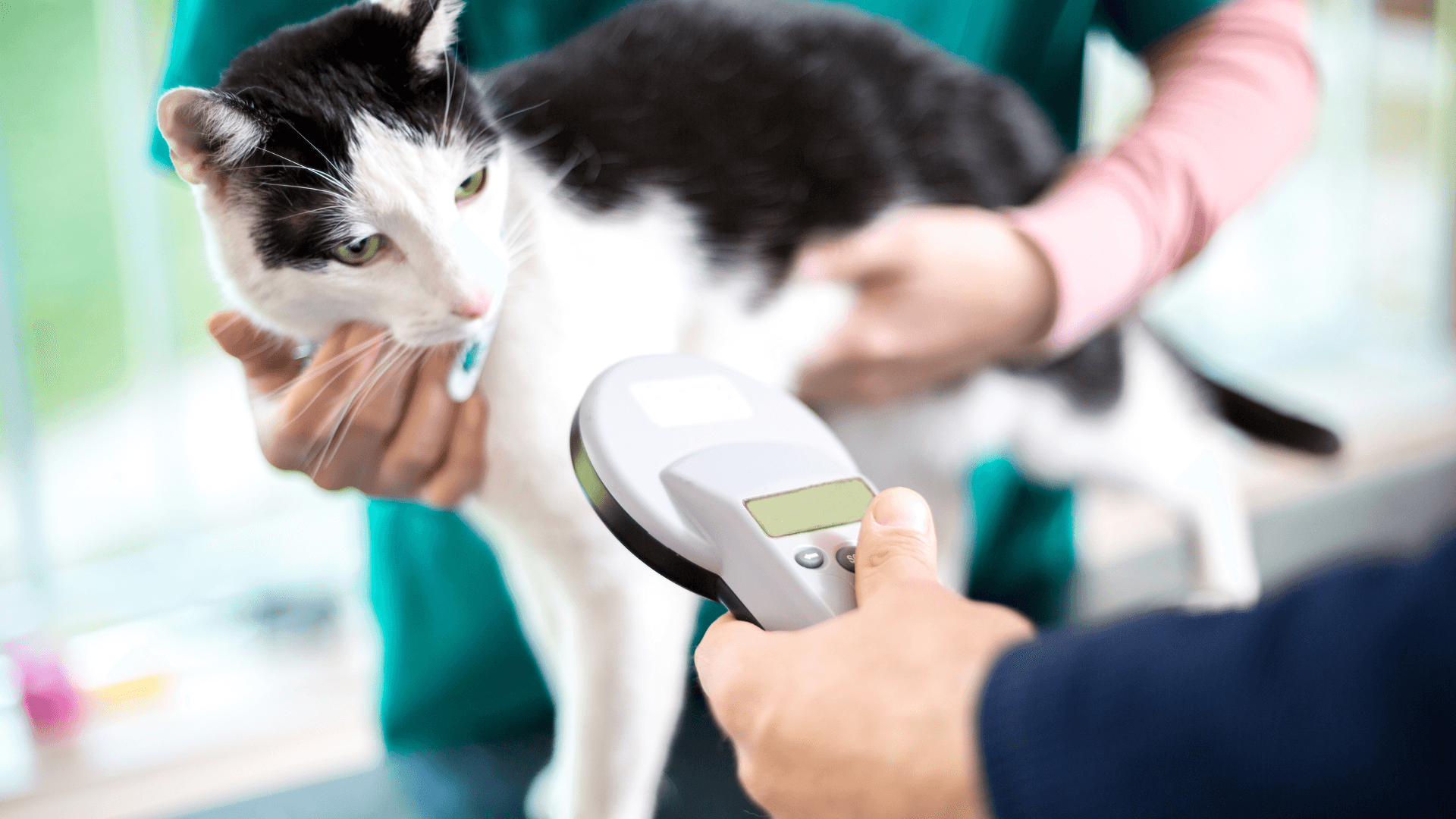 Black & white cat being scanned for it's microchip at the vet.