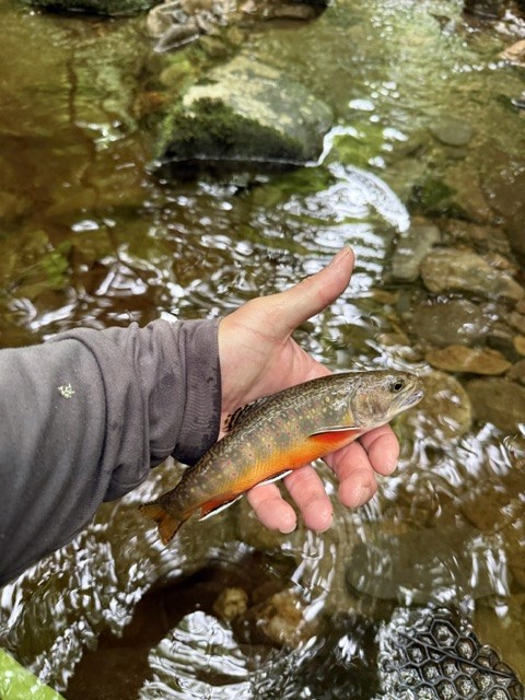 Fly Fishing at Purple Top Retreat