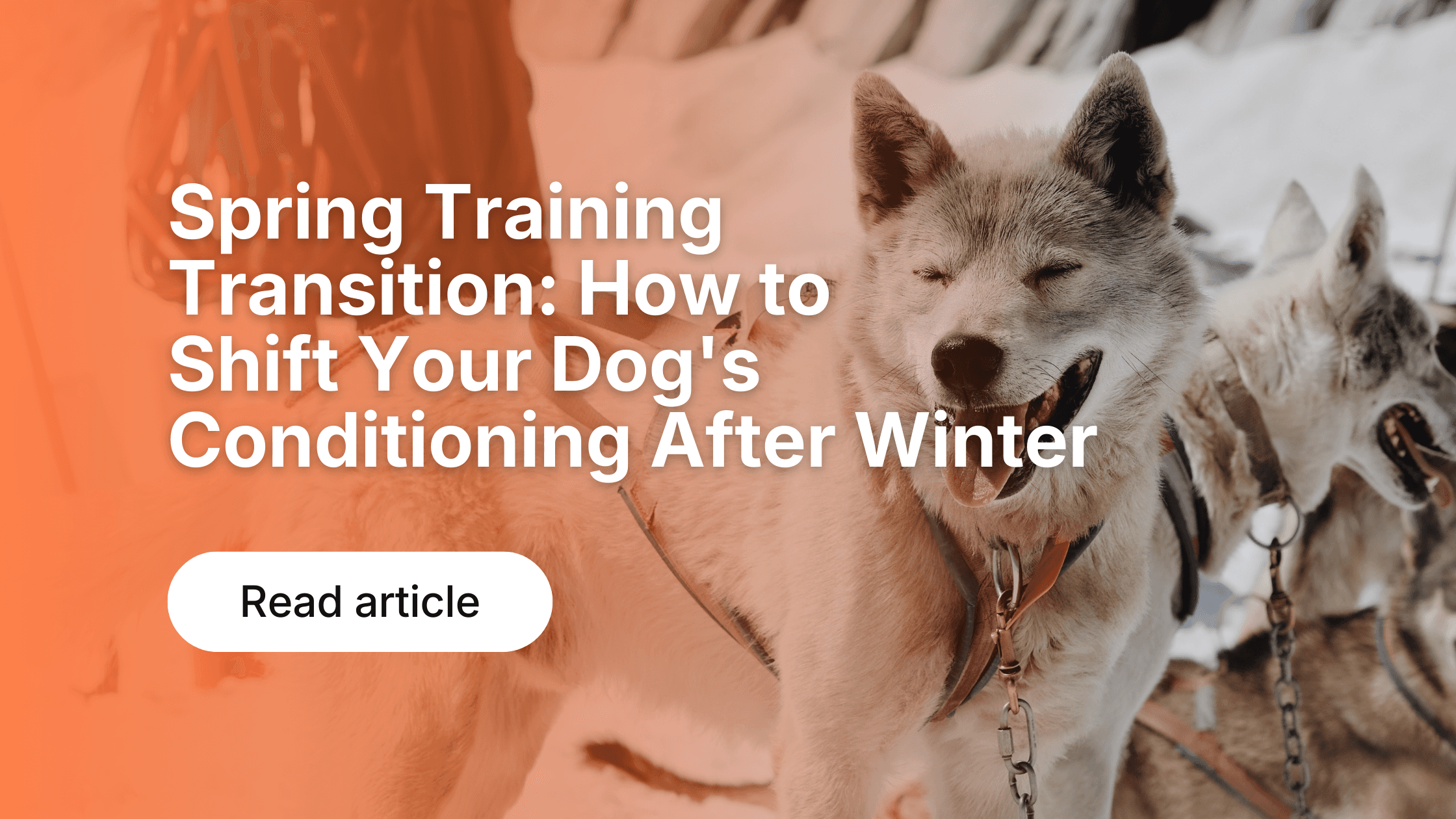 Spring Training Transition: How to Shift Your Dog's Conditioning After Winter