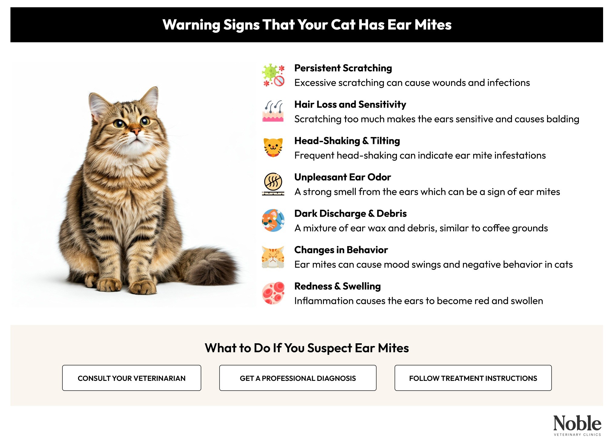 Symptoms of ear mites in cats