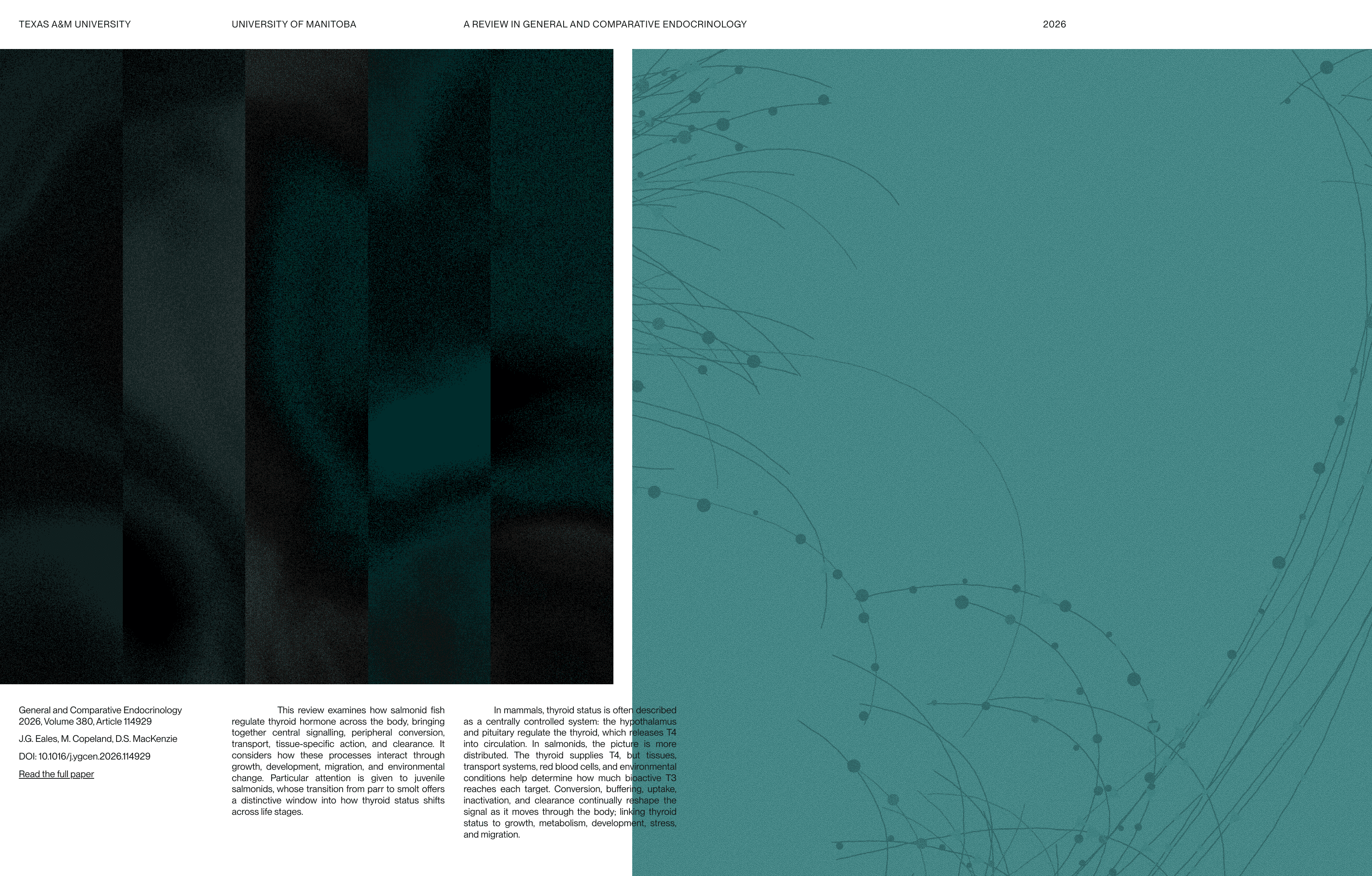Scientific hero section featuring an abstract dark teal visual representing thyroid hormone signals moving through a connected biological system.