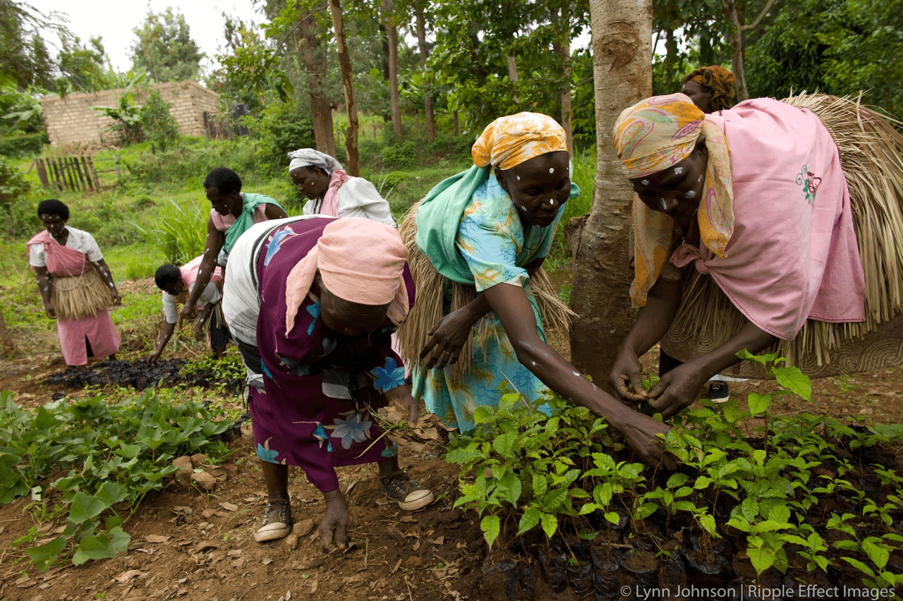 TIST community reforestation programme in Kenya — smallholder farmers planting and maintaining trees for carbon removal and sustainable livelihoods