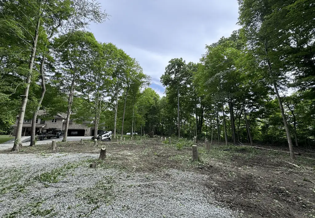 Wooded lot cleared of underbrush and small trees, with stumps left near a house