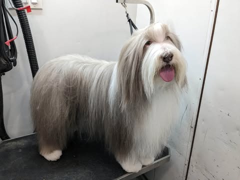 Medium Sized Dogs Grooming Gallery Of Photos - Wags To Riches Dog Grooming