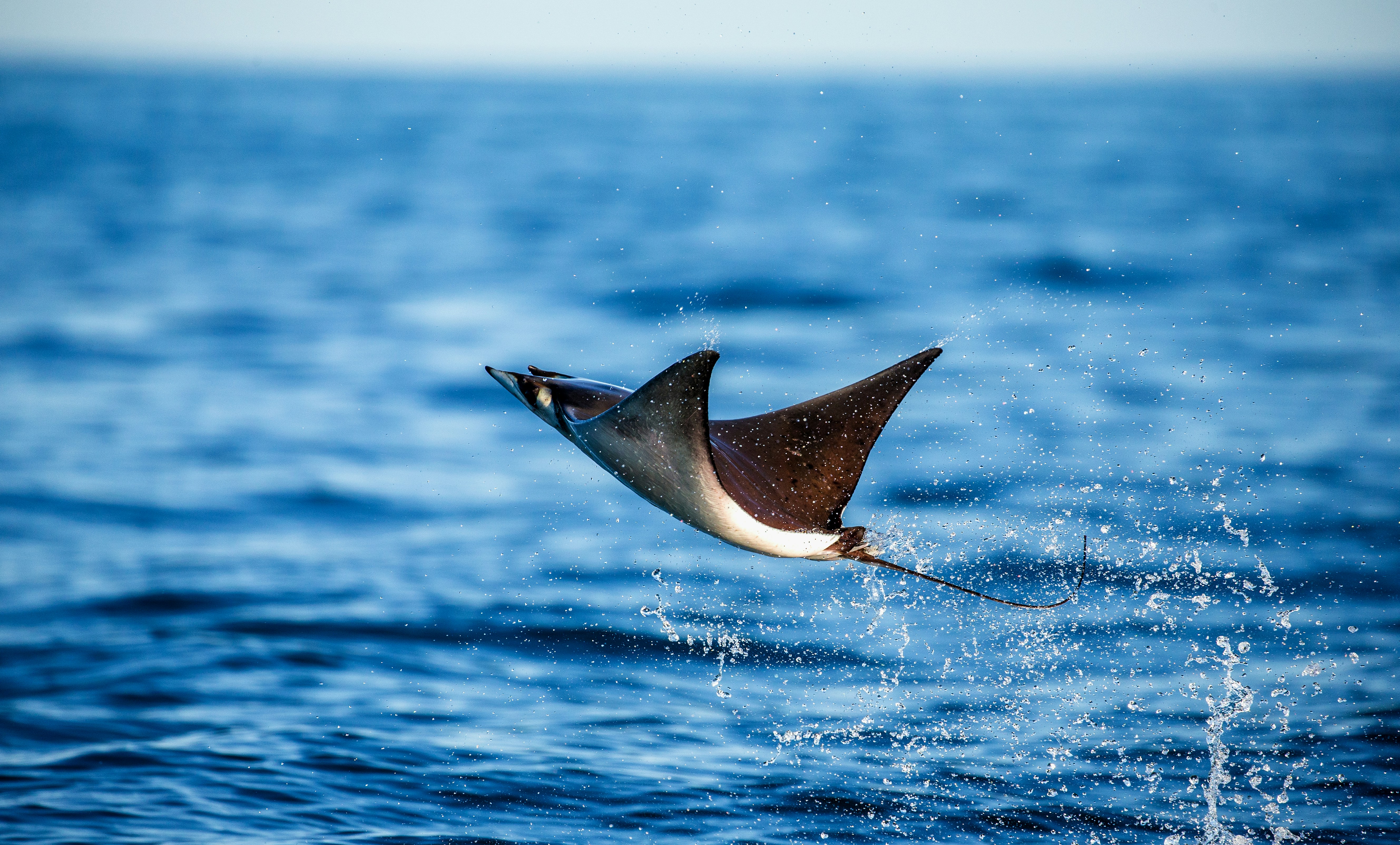 a ray jumping out of the water